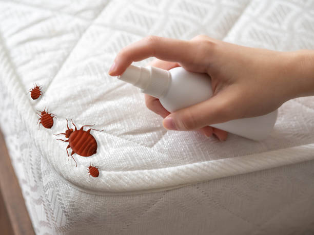 Best Spider Control Near Me  in Crandon, WI