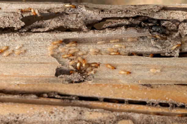 Best Commercial Pest Control Services  in Crandon, WI