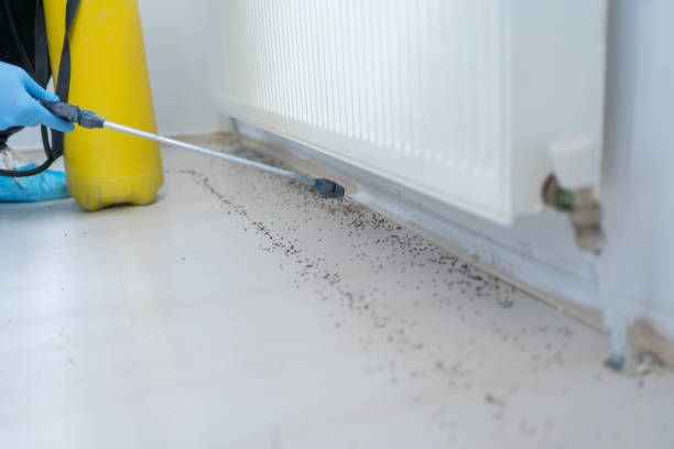 Best Ant Control Services  in Crandon, WI